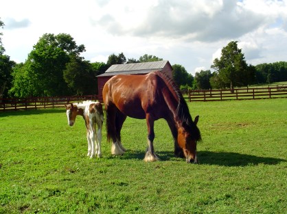 Colt with Mother Colt with Mother