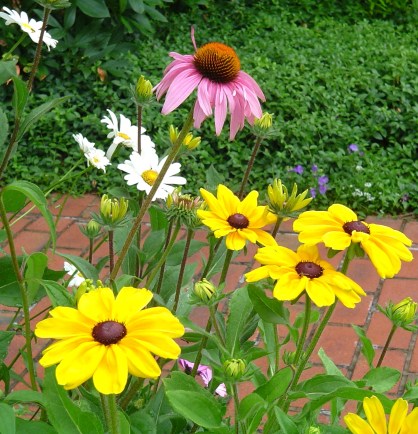 Summer Blooms in Boone